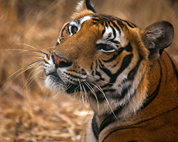 A tiger tilting its head up towards the camera