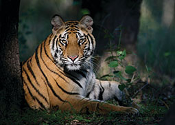 A family of three tigers sitting on the ground