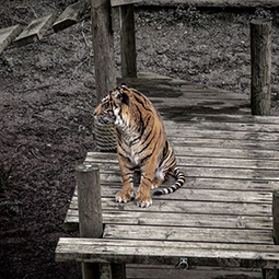 A tiger sitting on a wooden platform, in a muddy zoo enclosure