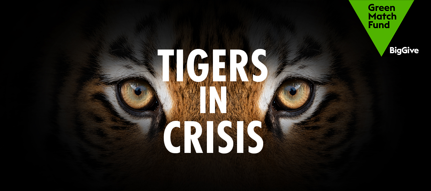 Close up of the eyes of a tiger, with text reading 'Tigers In Crisis' and a Green Match Fund logo