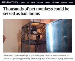 A photo of the pet primate article on the Times website. The headline says: Thousands of pet monkeys could be seized as ban looms