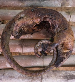 A photo of a dead pangolin - part of the illegal bushmeat trade