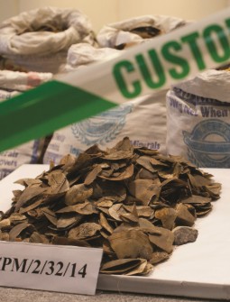 A pile of pangolin scales which have been siezed by customs officers.