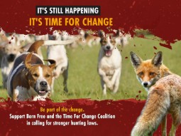 A photograph showing a fox and three hunting dogs running on grass, with a red and white text overlay advocating for an end to fox hunting. Bold yellow and white text states 