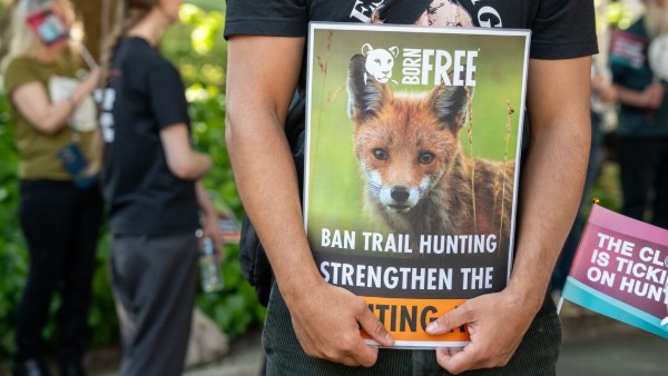 A close-up photograph of a poster being held in someone's arms. The poster has a photo of a fox with the Born Free logo, and text which says Ban Trail Hunting.