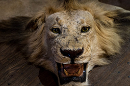 A close up of a lion head used as a rug