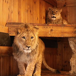 Two male lions in a wood panelled room
