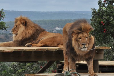 Two lions lying, relaxed on a viewing platform with a wild African landscape behind them