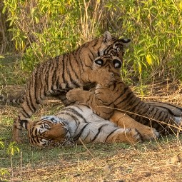 A group of three young tigers playing together on the grass