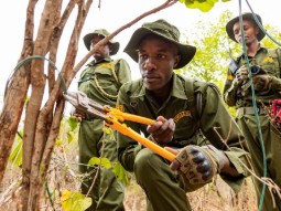 A group of wildlife rangers in green uniforms, cutting a wire snare to remove it from a tree.