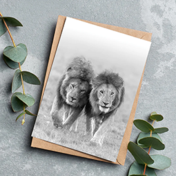 A greetings card with a black and white photo of two male lions