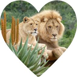 A heart-shape filled with a photo of a magnificent lion and lioness lying close together with plants and shrubs in the foreground.