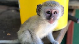 A close-up photo of a baby vervet monkey.