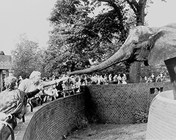 Virginia McKenna and Bill Travers with Pole Pole the elephant at London Zoo
