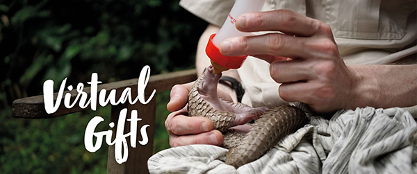 A baby pangolin being bottle fed, with the text 'Virtual Gifts'