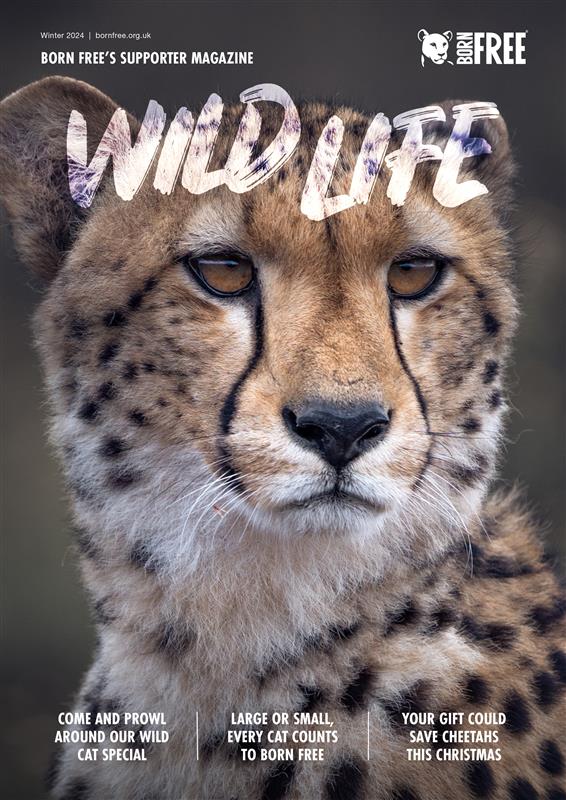 The front cover of Wild Life magazine with a large photo of a cheetah.