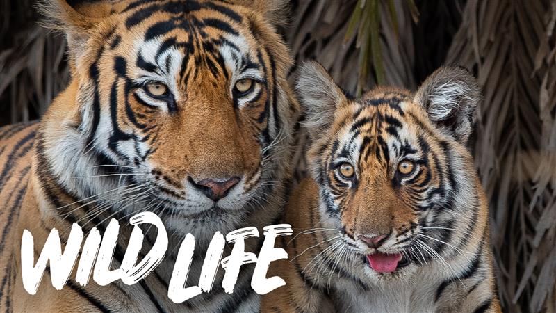 A photo of a tigress and a young tiger, side by side. The young tiger has it's toungue out. The Wild Life logo is overlaid in the bottom left corner of the image.