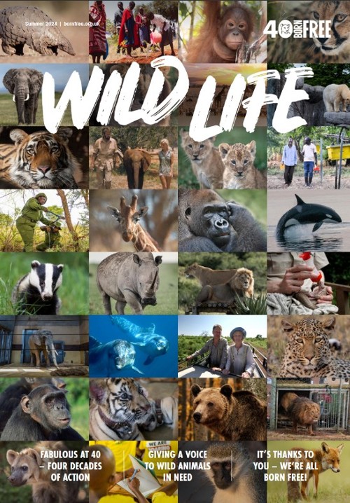The front cover of the anniversary issue of Wild Life magazine.
