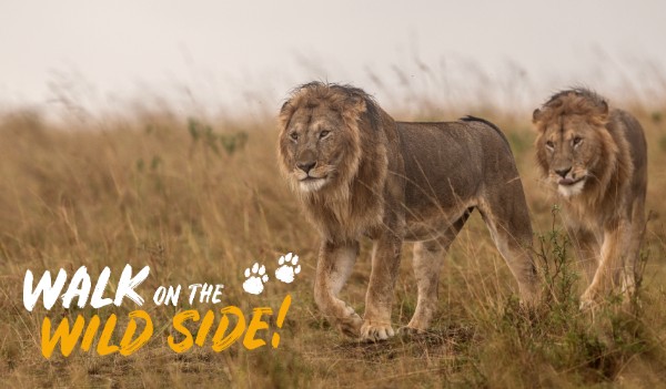 A photo of two wild male lions walking through long grass with the Walk on the Wild Side logo overlaid