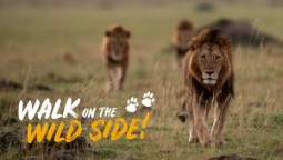 A photo a group of wild lions walking together across the savannah, the 'Walk on the Wild Side' logo is over laid to the left.