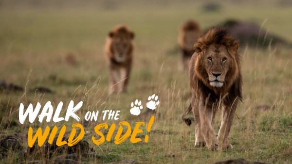 A photo of a group of male lions walking across a grassy field with text reading 'Walk on the Wild Side'