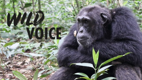 A close-up photo of a chimpanzee in the jungle, with its arms folded. The Wild Voice logo is overlaid.