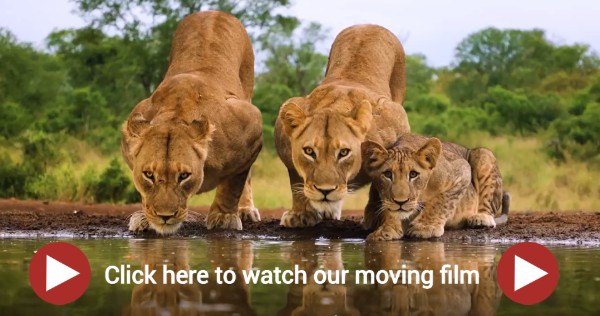 Photograph of two adult lions and one lion cub drinking water from a shallow body of water in a natural, green landscape. Lions are positioned close together, facing forward with reflections visible in water, and a red play button with text 