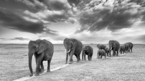 A black and white photo of a herd of elephants walking in a line across the African savannah with dramatic cloud formations in the sky.