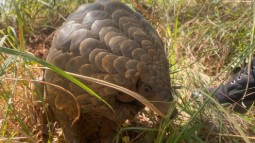 A photo of a pangolin exploring natural surroundings