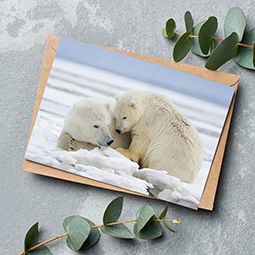 A greetings card with a photo of two polar bears cuddling