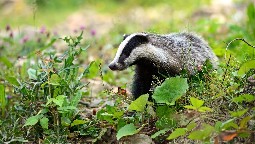 A badger walking through long grasses and wild flowers