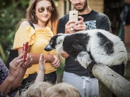 A photo of a captive lemur on a wooden branch, surrounded by people taking photos of it with camera phones