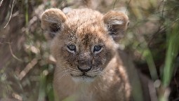 A close-up photo of a cute lion cub