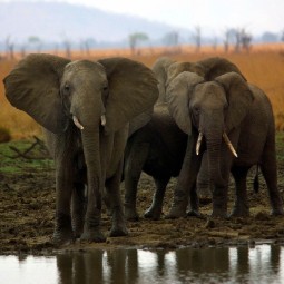 Photograph of a group of elephants standing near a water source in a natural savanna environment with dry grass and distant trees. The scene highlights the elephants' large ears, tusks, and textured skin, emphasizing their social behavior and habitat.