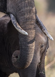 A photo of a baby elephant cuddled up to its mother.