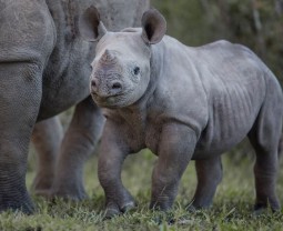 A rhino calf happily running alongside its mother