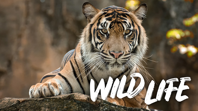 Photo of a handsome tiger lying down faing the camera. The words 'Wild Life' are overlaid onto the image.