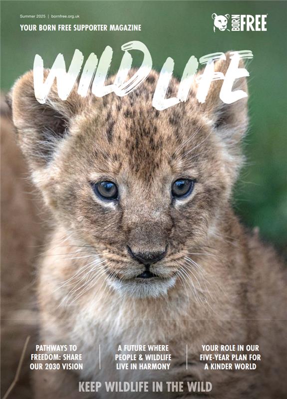 The front cover of Wild Life magazine with a large photo of a lion cub