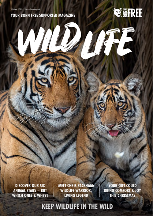 The front cover of Wild Life magazine with a photo of an adult and young tiger side by side