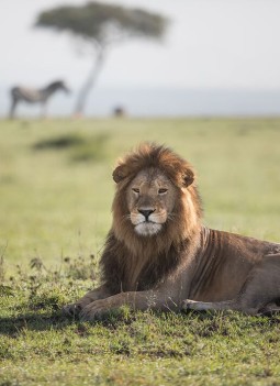 A wild lion lying down on the grass with a tree and zebra in silhouette behind him.