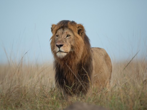Photograph of a male lion standing in tall dry grass under a clear blue sky. The lion's mane is dark and full, and the scene captures a natural wildlife habitat.