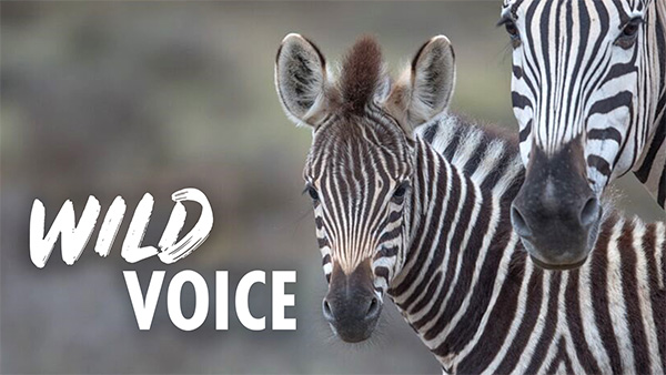 A close-up photo of a mother zebra with her foal, both are looking diectly into the camera lens, with the words 'WILD VOICE' overlaid.