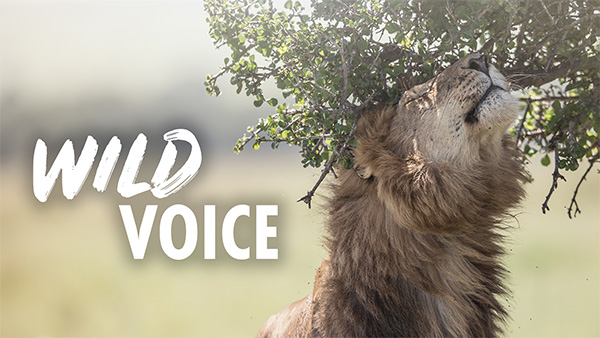 A photo of a wild male lion reaching up his head to nuzzle a tree branch. The Wild Voice logo is overlaid.