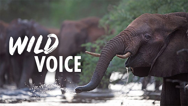 A photo of wild elephant standing alongside a river where other elephants are paddling. The elephant is in profile, looking our from the right of the picture with its trunk slightly raised 