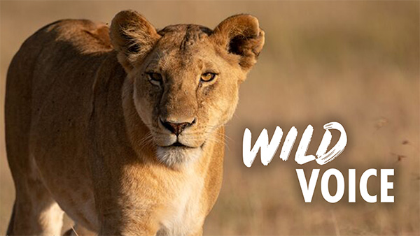 A photo of a wild lioness looking directly at the camers, with a blurred natural background. The words 'Wild Voice' are overlaid.