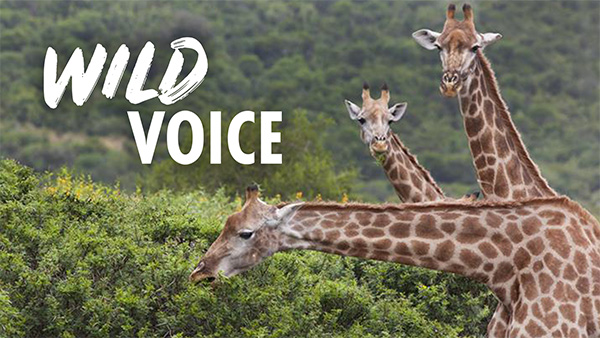 A photo of three wild giraffes. one is bending down in profile eating leaves, the other two are looking nat the camera. There is a natural setting in the background. The Wild Voice logo is overlaid.