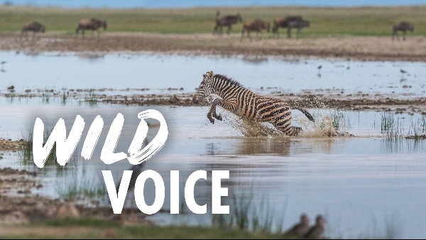A photo of a zebra leaping through a watering hole, with birds and buffalo standing on the banks. Overlaid is the text 'Wild Voice'.