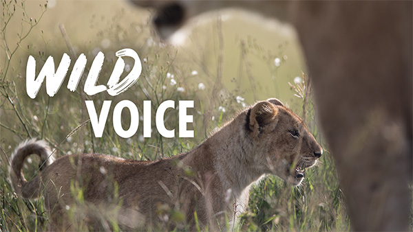 A photo of a lion cub in profile, walking through a field of wild flowers, with its mother just visible standing next to it. The Wild Voice logo is overlaid.