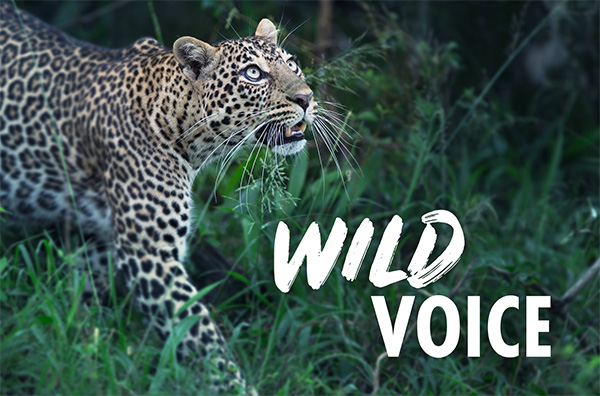 A photo of a leopard walking through long grass and green bushes, looking upwards with its mouth slightly open. Overlaid is the text 'Wild Voice'.