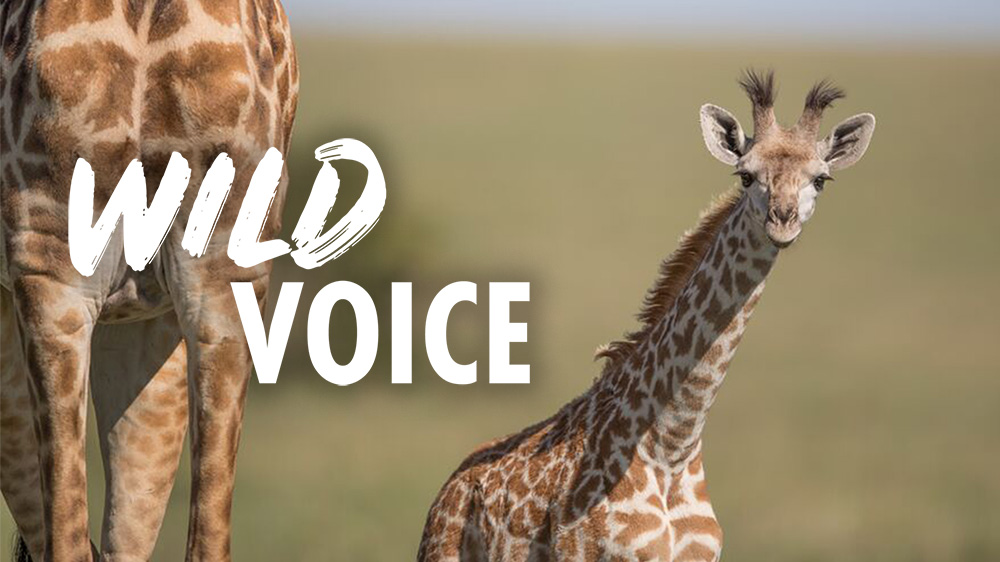 A photo of a baby giraffe standing next to its mother with text overlaid which says 'Wild Voice'